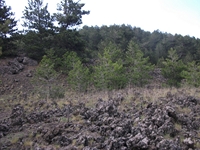 ova Gussonea-20110529 135